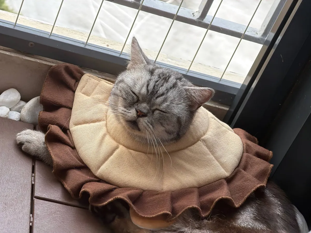 Meshy home again, napping in a soft collar