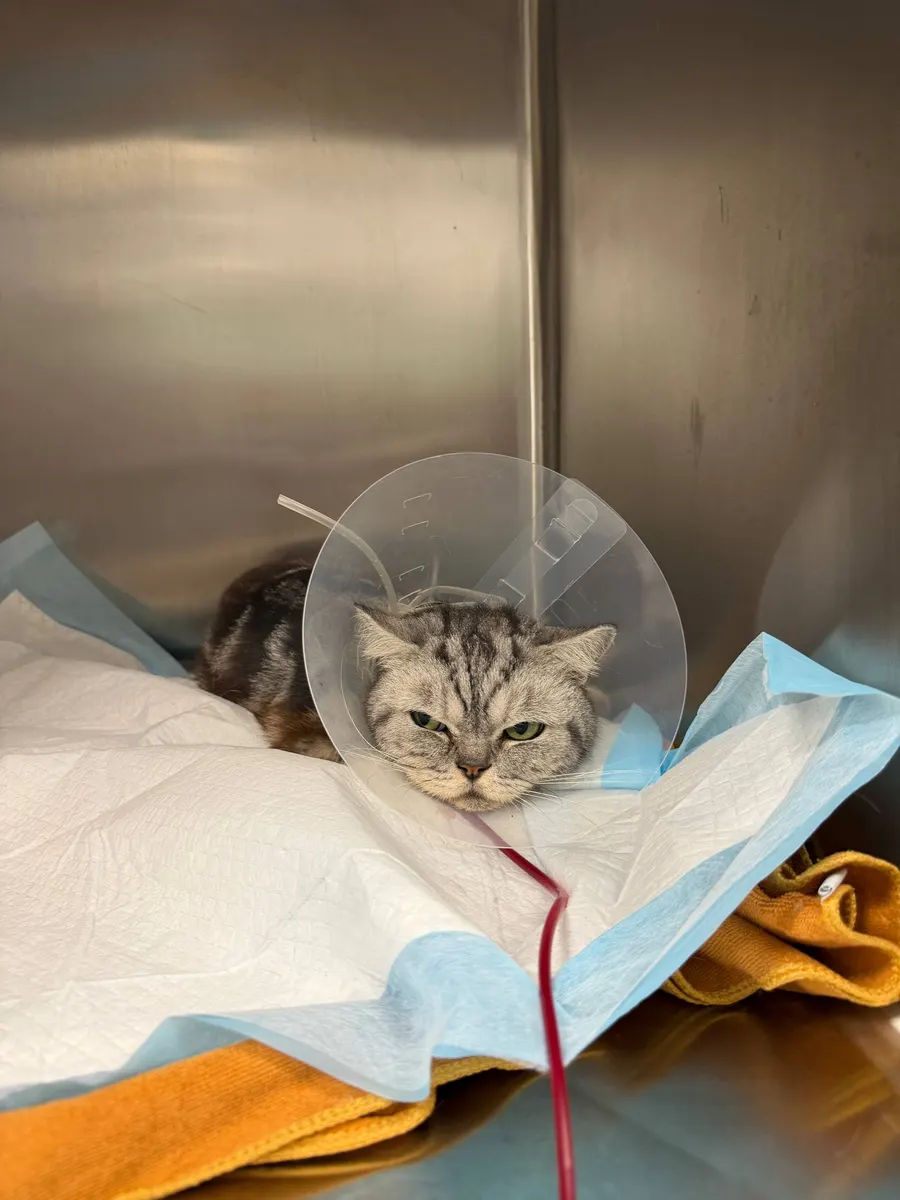 Meshy resting in a clinic kennel with a drip line